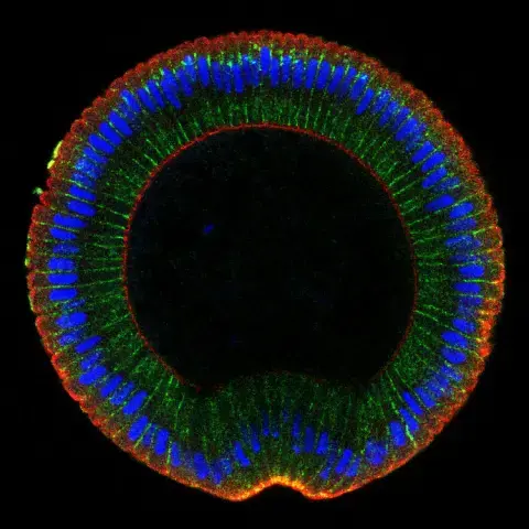 fluorescente cell