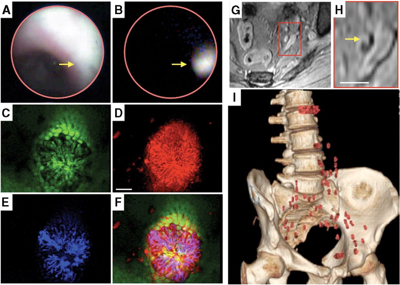 cellular level,metabolic and biochemical activity Molecular and Functional Imaging