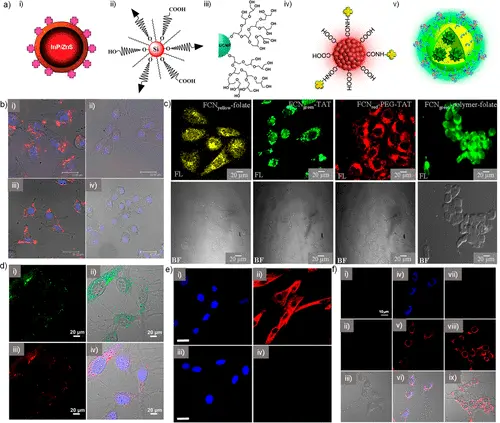 Antibody,, fluorescence;samples structures of various functional optical nanoparticles.