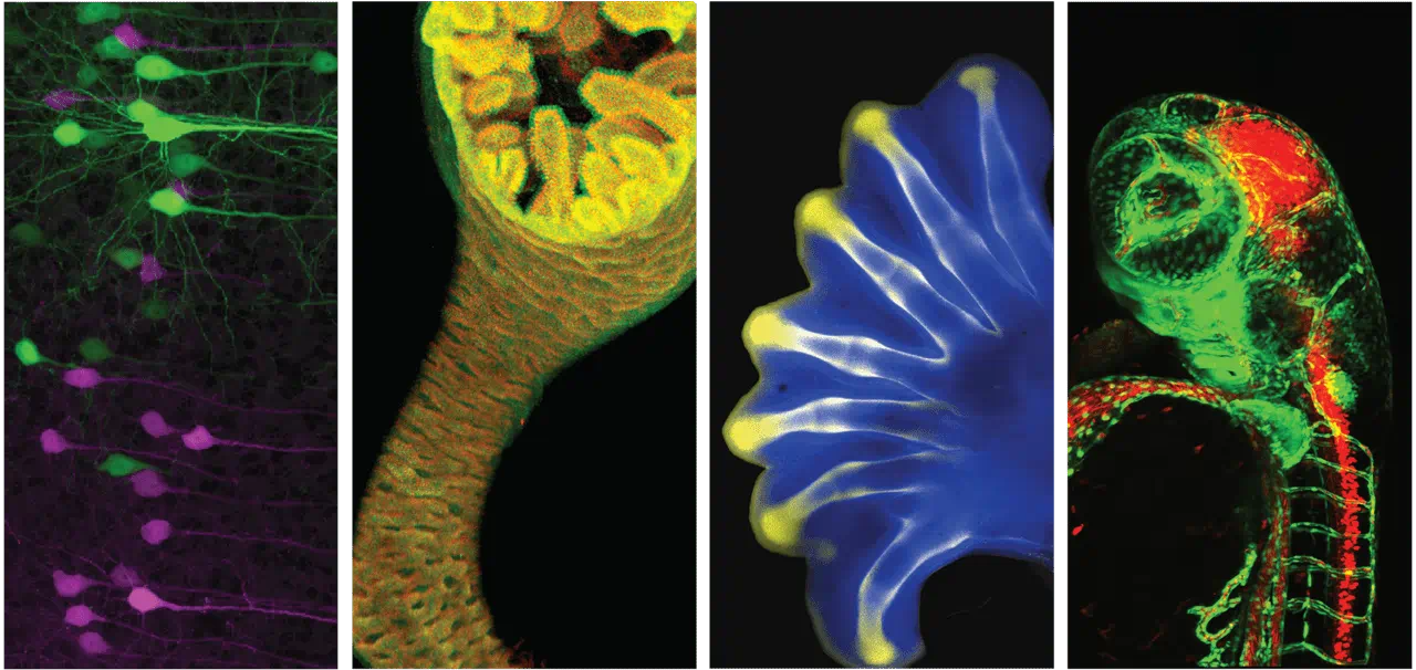 Developmental Biology 